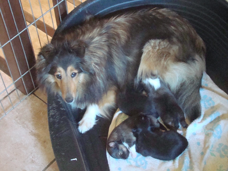 Des Anges De Ravan - Shetland Sheepdog - Portée née le 24/02/2014